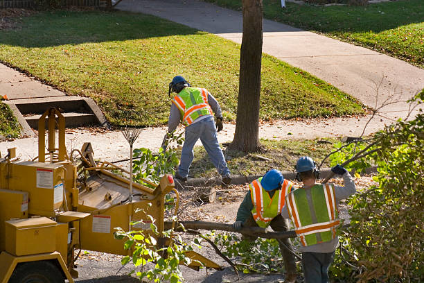  Whiteville, NC Tree Removal and Landscaping Services Pros